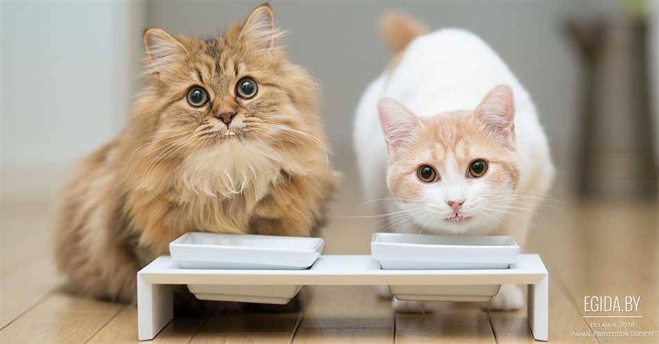 Может ли стерилизованная кошка давать молоко?