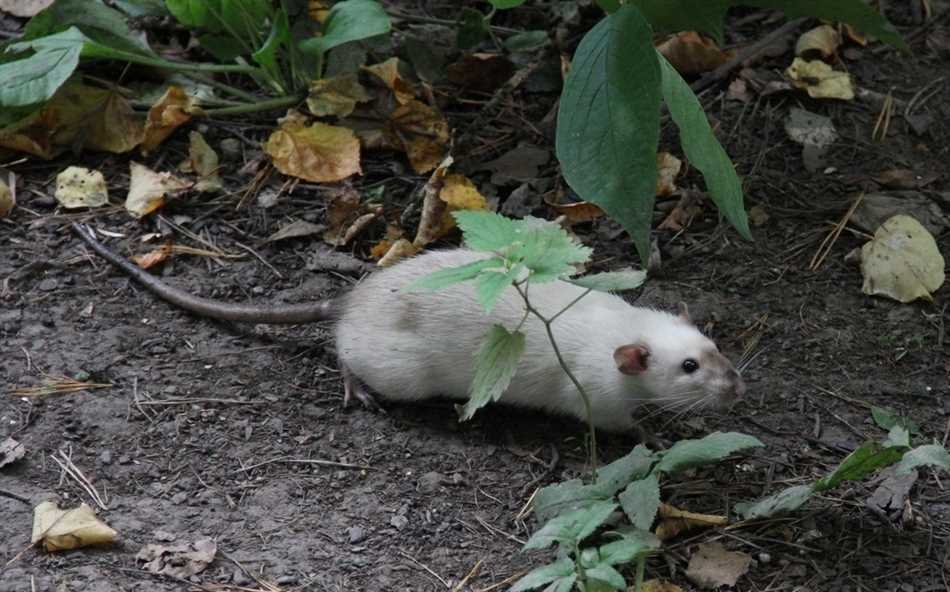 Можно ли белую крысу держать на улице летом?