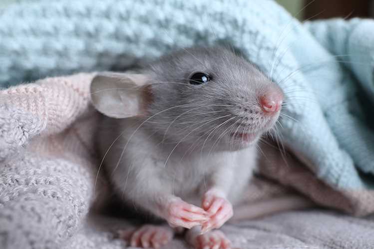 Физиология крысы и ее хвост