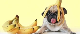 Можно ли давать фрукты собаке? Правила и рекомендации