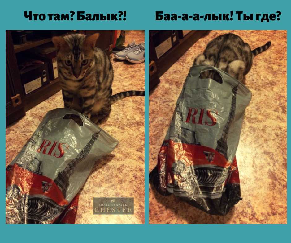 Можно ли давать коту балык?