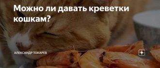 Можно ли кормить кота креветками с панцирем: целесообразно ли это?