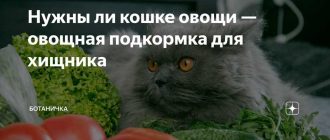 Можно ли давать коту укроп или зелень: полезно или вредно?