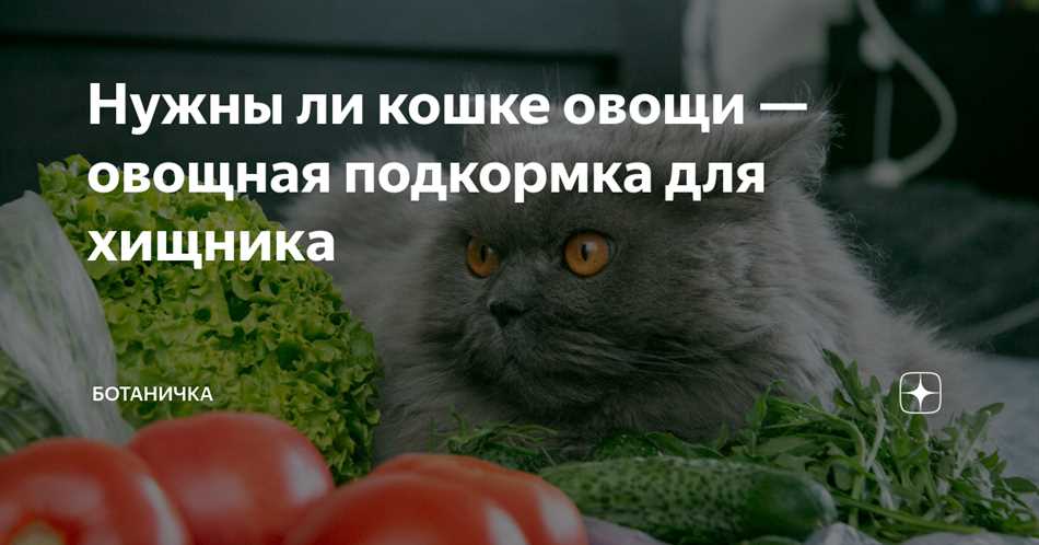 Можно ли давать коту укроп или зелень?