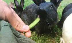 Можно ли давать кроликам ботву от гороха?