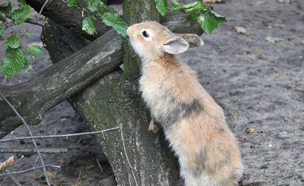 Кормление кроликов листьями березы и липы