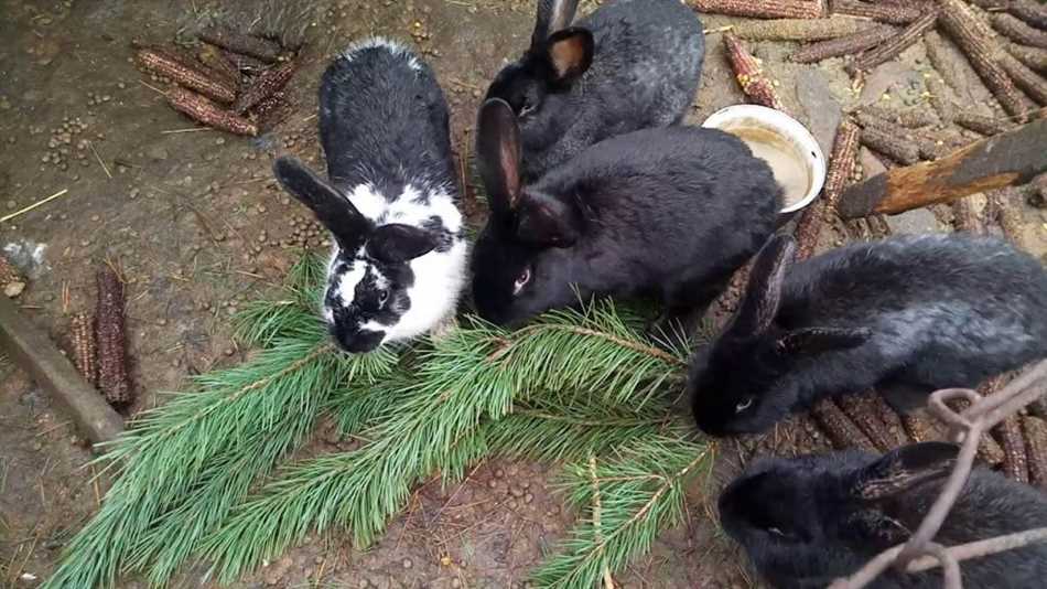 Можно ли давать кроликам листья берёзы и липы?