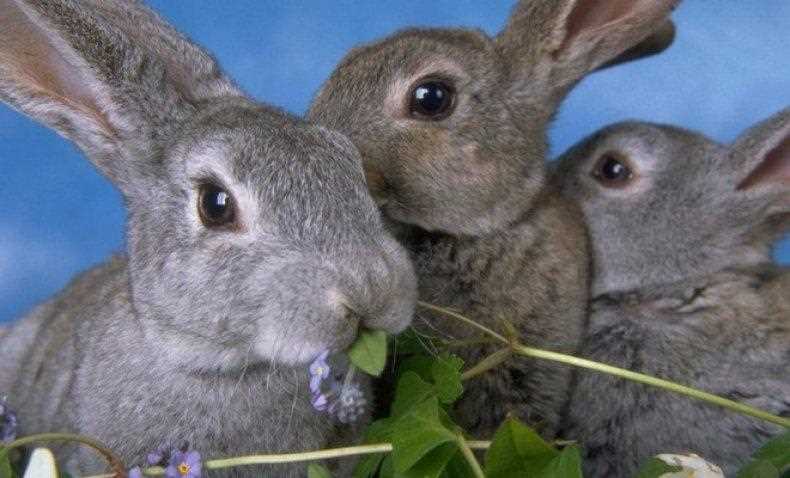 Компоненты питания кроликов
