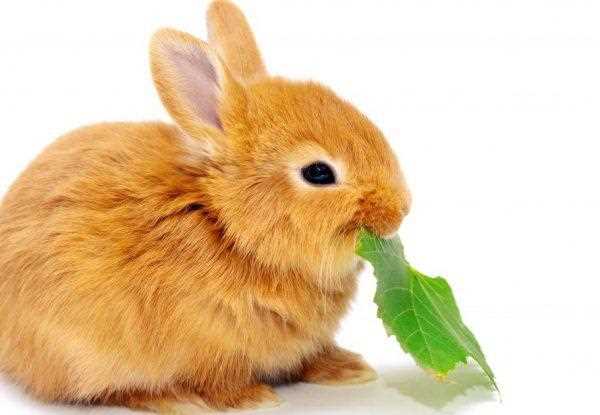 Можно ли давать кроликам лопухи в сыром виде?
