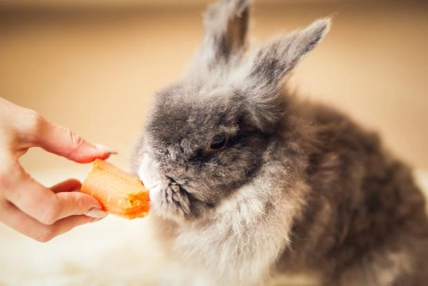 Специалисты о кормлении кроликов манго