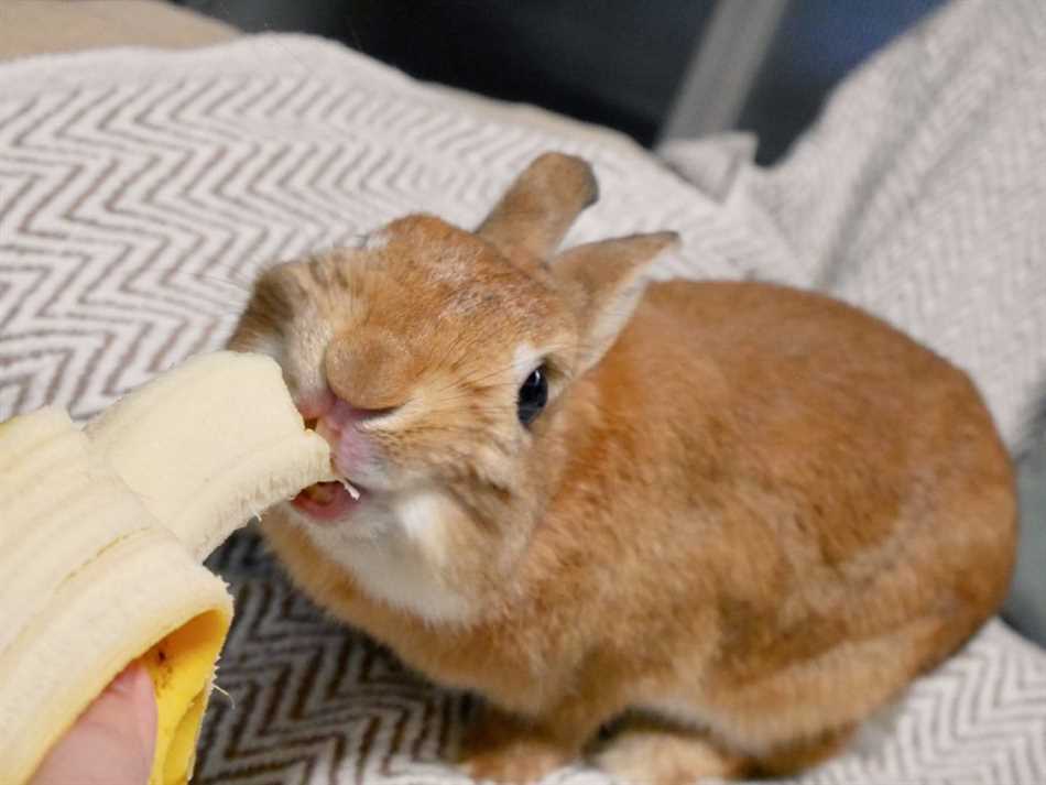 Миф №1: Кролики могут есть все, что им можно дать