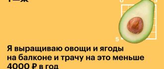 Можно ли кроликам давать редиску и ее ботву?