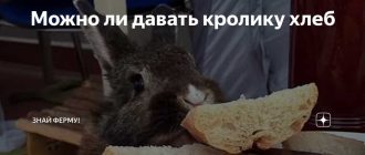 Можно ли кормить кроликов сухарями?