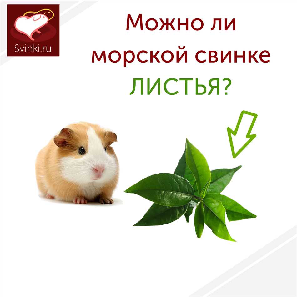 Разнообразие пищевых продуктов