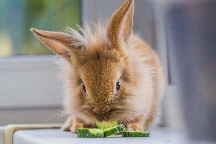 Можно ли давать огурцы кроликам свежие зеленые?