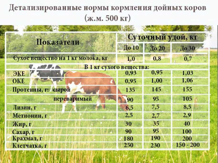 Вредно ли давать сахар корове?