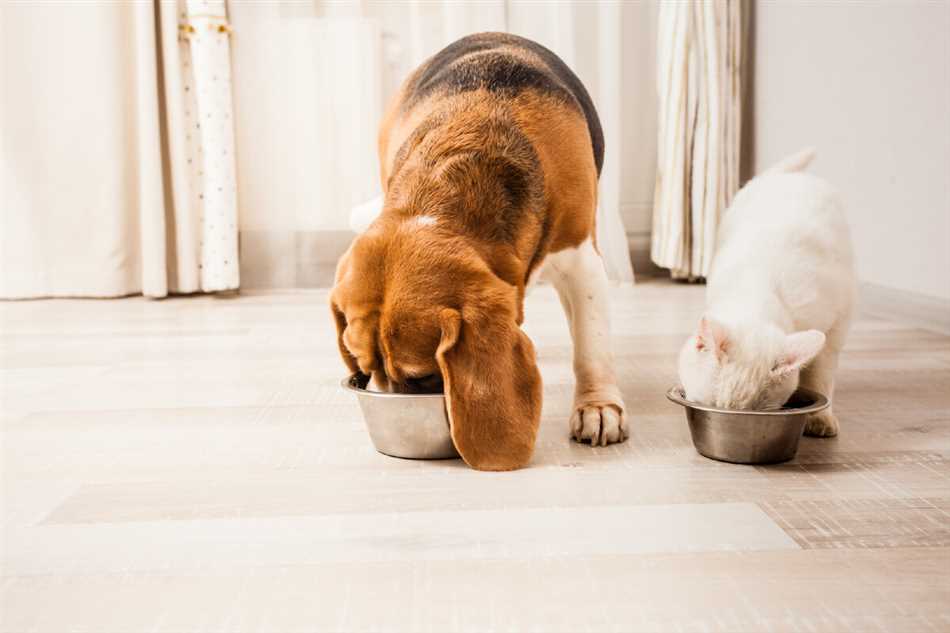 Возможные проблемы при совместном кормлении собак сухим и влажным кормом