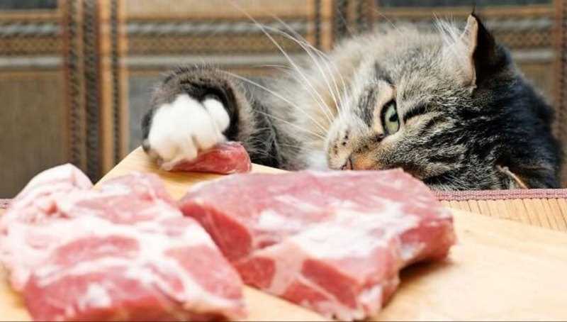 Разница между кормами для кошек и обычной пищей