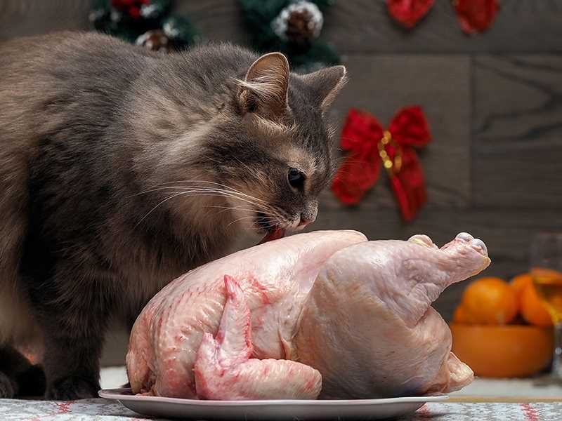 Можно ли давать жареное мясо коту?