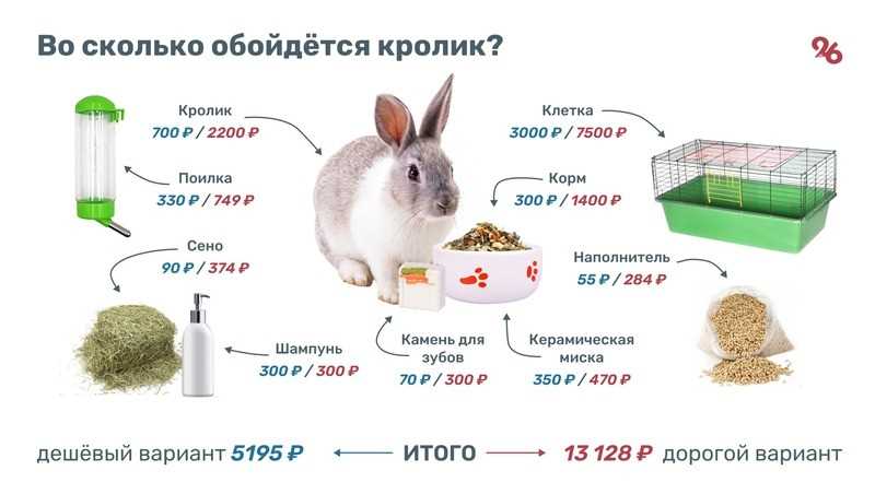 Можно ли декоративным кроликам капусту?