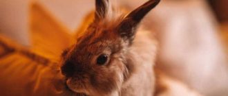 Можно ли декоративных кроликов держать вместе с обычными? Важная информация