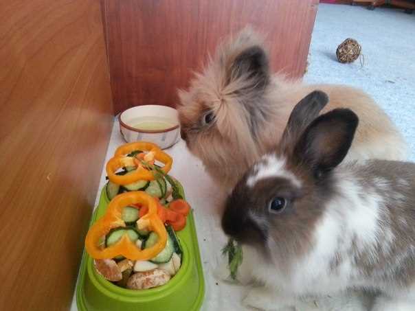 Популярность декоративных кроликов
