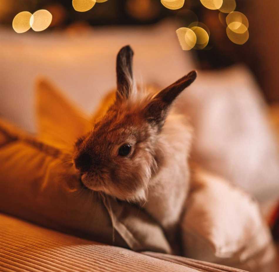 Можно ли декоративных кроликов держать вместе с простыми кроликами?