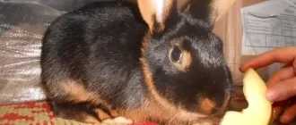 Можно ли кроликам давать дыневые кожурки? Полезные советы для кормления кроликов