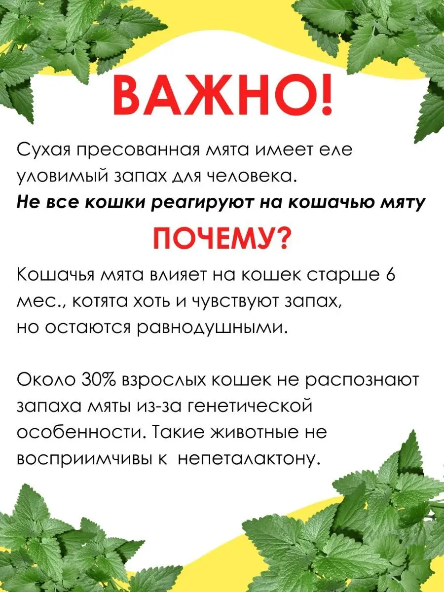 Что такое кошачья мята и как она влияет на кошек?