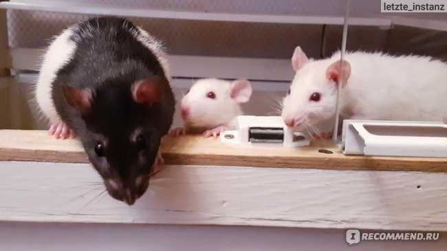 Правила здорового и сбалансированного питания для домашних крыс