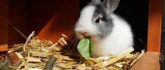 Можно ли есть декоративных кроликов? - ответ на вопрос
