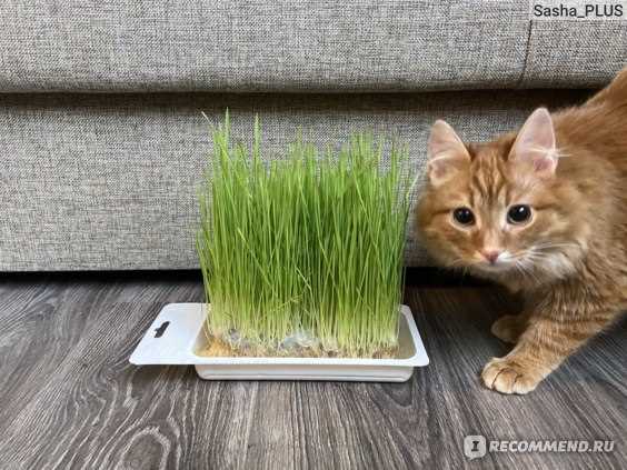Польза травы пшеницы для кошек