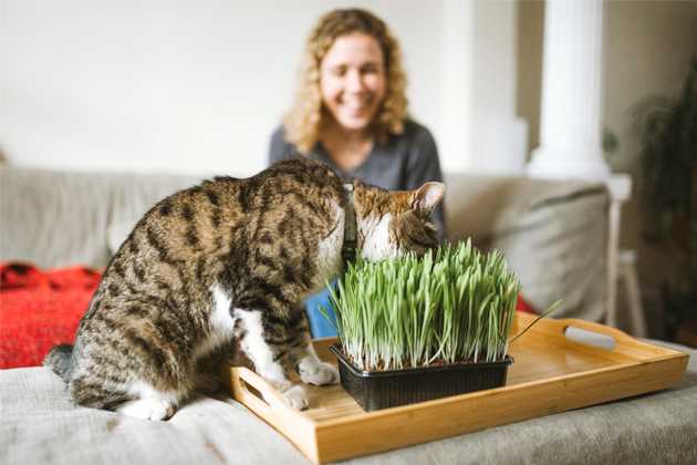 Можно ли есть кошкам траву пшеницы?