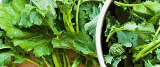 Листья брокколи: можно ли использовать их в пищу?