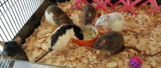 Можно ли использовать опилки для крыс? Влияние опилок на здоровье и комфорт крыс
