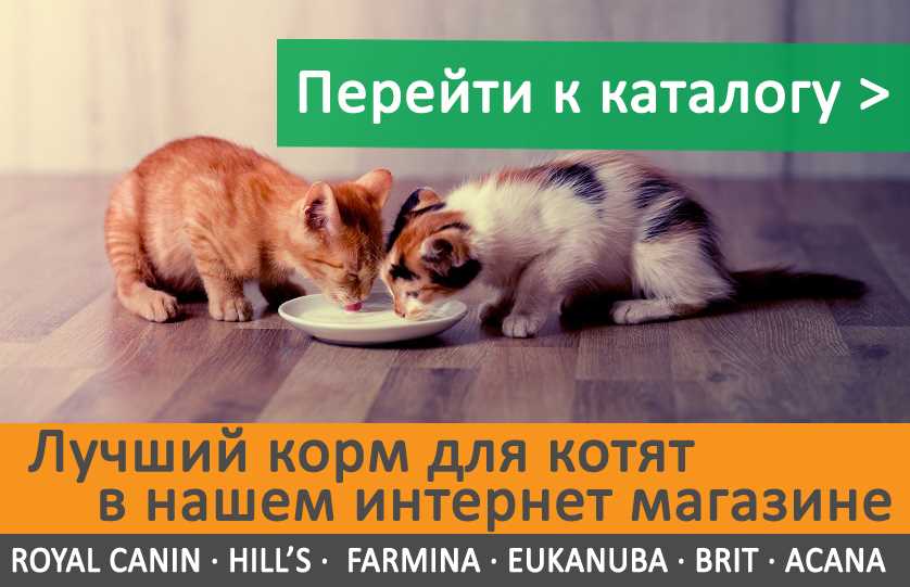 Рыба для котенка