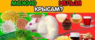 Варёная картошка как корм для домашних крыс: полезно или вредно?