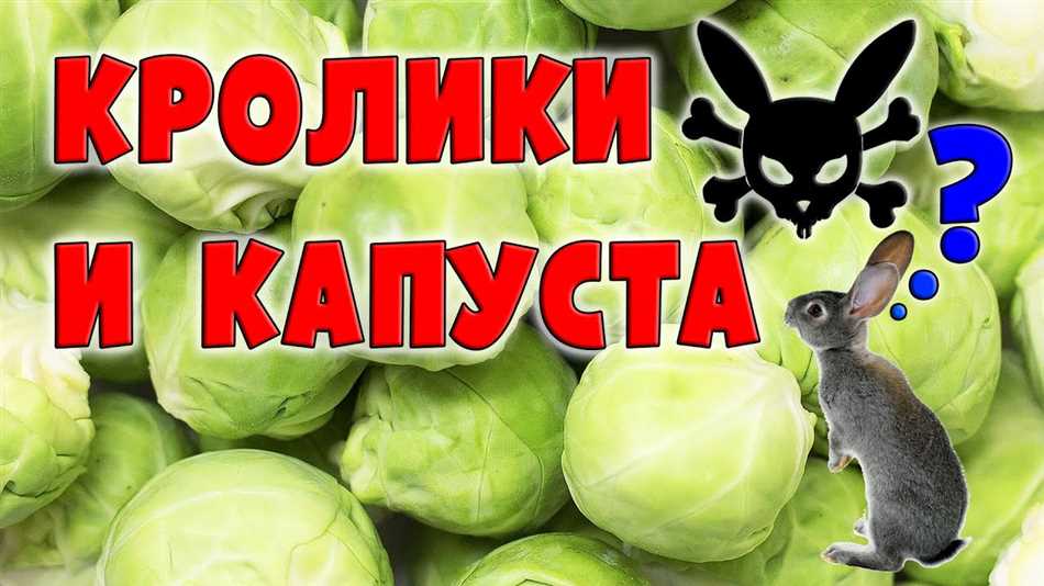 Можно ли кормить капустной листвой кроликов?