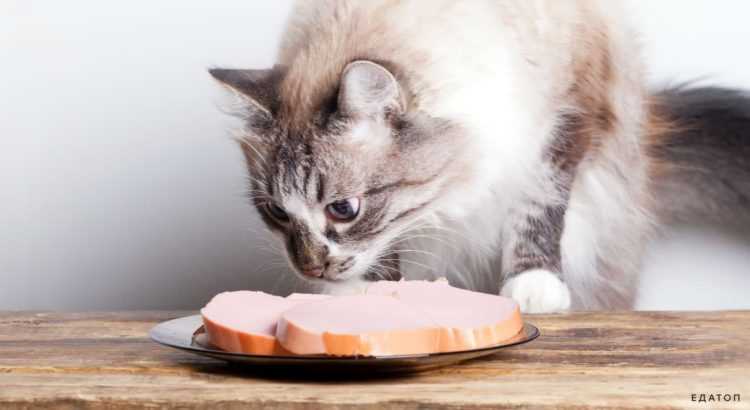 Последствия кормления кошек просроченной сосиской