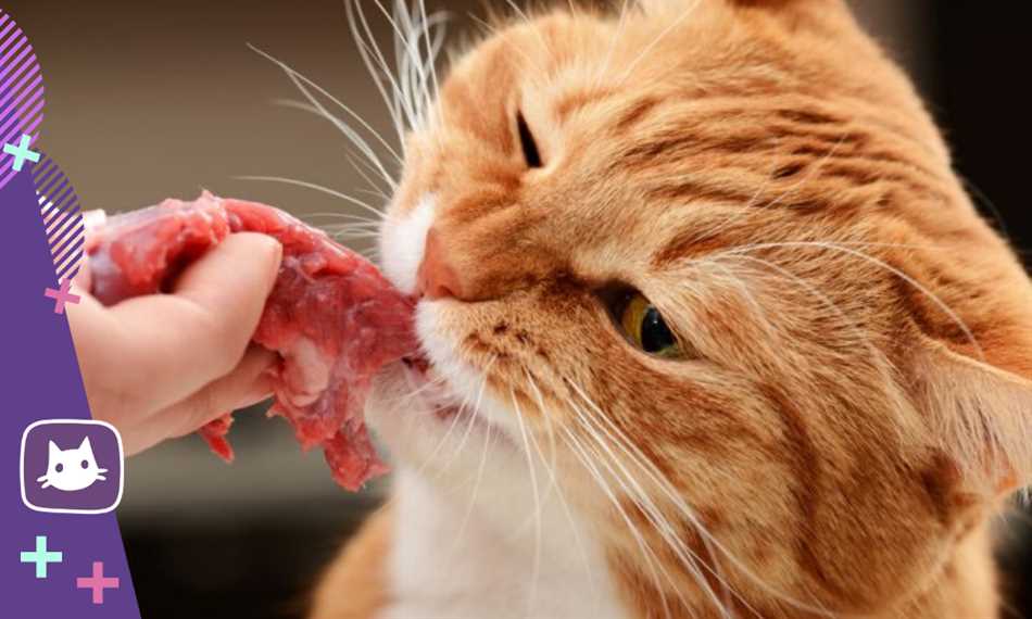 Можно ли кормить кошек сосиской просроченной?