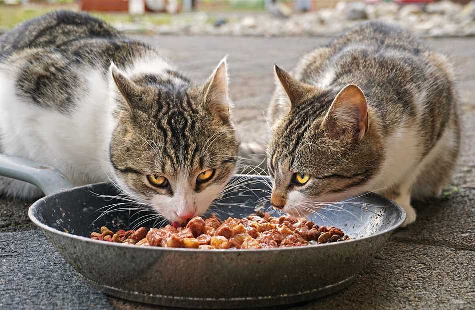 Раздел 1: Понятие о сыром мясе свинины для кошки