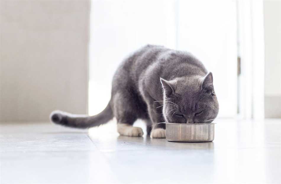 Подзаголовок 1.1: Кормление кота только сухим кормом - возможно ли это?