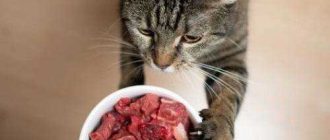 Можно ли кормить котенка мясом? Все что нужно знать!