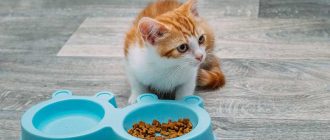Можно ли кормить котят сухим молоком?