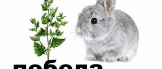 Можно ли кормить кроликов сухарями лебядои?