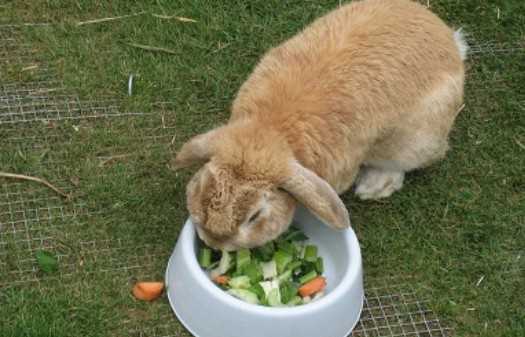 Альтернативные варианты питания для кроликов