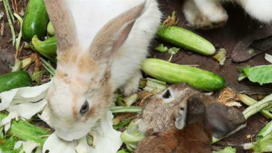 Можно ли кормить кроликов свежими огурцами и кабачками?