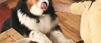 Кормление собаки: можно ли полностью перейти на консервы?