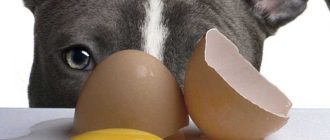 Можно ли кормить собаку яйцом сырым: ответы и рекомендации