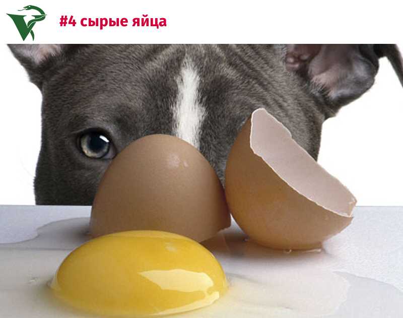 Можно ли кормить собаку яйцом сырым?